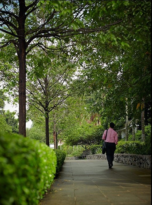 A resident walking along a shaded leafy neighbourhood path